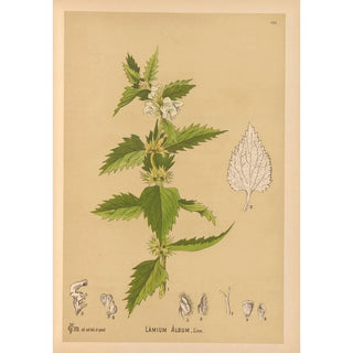 Charles Frederick Millspaugh - Medicinal Plants Pl015.webp