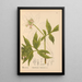 Heilpflanzen Pl016 - Charles Frederick Millspaugh — gerahmtes Bild an der Wand