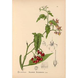 Charles Frederick Millspaugh - Medicinal Plants Pl018.webp