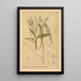 Heilpflanzen Pl028 - Charles Frederick Millspaugh — gerahmtes Bild an der Wand