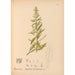 Riproduzione del dipinto Piante medicinali Pl036 - Charles Frederick Millspaugh