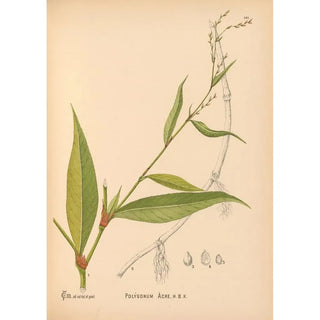Charles Frederick Millspaugh - Medicinal Plants Pl037.webp
