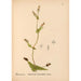 Riproduzione del dipinto Piante medicinali Pl038 - Charles Frederick Millspaugh