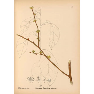 Charles Frederick Millspaugh - Medicinal Plants Pl041.webp