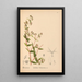 Heilpflanzen Pl043 - Charles Frederick Millspaugh — gerahmtes Bild an der Wand