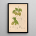 Heilpflanzen Pl052 - Charles Frederick Millspaugh — gerahmtes Bild an der Wand