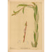 Piante medicinali Pl059 - Charles Frederick Millspaugh — vista dell’opera