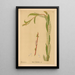 Piante medicinali Pl059 - Charles Frederick Millspaugh — quadro incorniciato alla parete