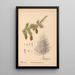Heilpflanzen Pl062 - Charles Frederick Millspaugh — gerahmtes Bild an der Wand