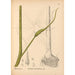 Piante medicinali Pl067 - Charles Frederick Millspaugh — vista dell’opera
