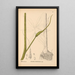 Piante medicinali Pl067 - Charles Frederick Millspaugh — quadro incorniciato alla parete