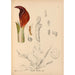 Riproduzione del dipinto Piante medicinali Pl068 - Charles Frederick Millspaugh