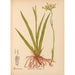 Riproduzione del dipinto Piante medicinali Pl070 - Charles Frederick Millspaugh