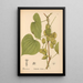 Heilpflanzen Pl073 - Charles Frederick Millspaugh — gerahmtes Bild an der Wand