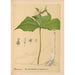 Piante medicinali Pl074 - Charles Frederick Millspaugh — vista dell’opera