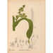 Riproduzione del dipinto Piante medicinali Pl075 - Charles Frederick Millspaugh