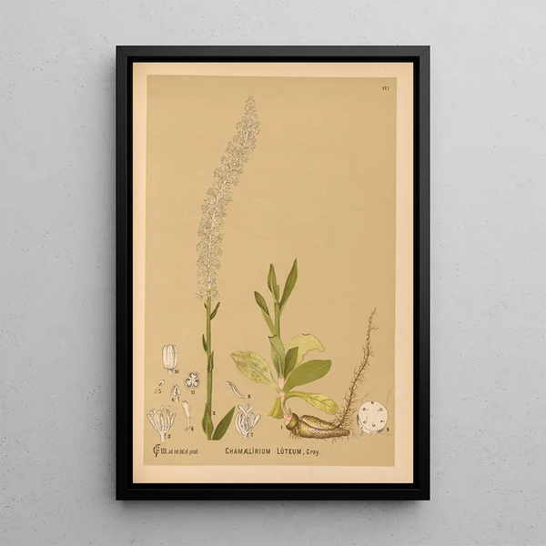 Charles Frederick Millspaugh - Medicinal Plants Pl076.webp