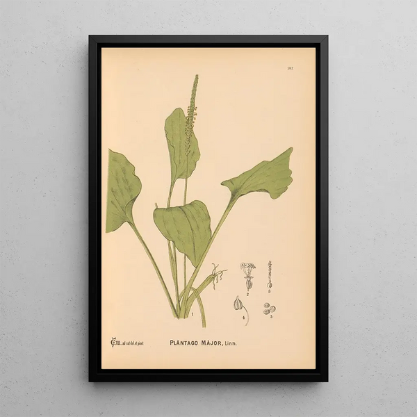 Charles Frederick Millspaugh - Medicinal Plants Pl077.webp