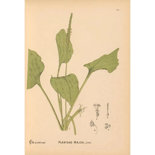 Charles Frederick Millspaugh - Medicinal Plants Pl077.webp