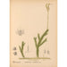 Piante medicinali Pl080 - Charles Frederick Millspaugh — vista dell’opera