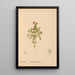 Riproduzione del dipinto Piante medicinali Pl081 - Charles Frederick Millspaugh