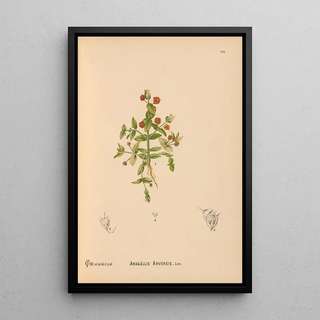 Charles Frederick Millspaugh - Medicinal Plants Pl081.webp