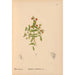 Riproduzione del dipinto Piante medicinali Pl081 - Charles Frederick Millspaugh