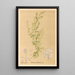 Piante medicinali Pl082 - Charles Frederick Millspaugh — quadro incorniciato alla parete