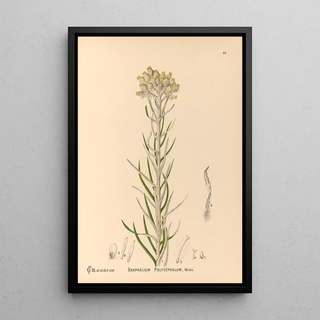 Charles Frederick Millspaugh - Medicinal Plants Pl083.webp