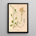 Heilpflanzen Pl085 - Charles Frederick Millspaugh — gerahmtes Bild an der Wand