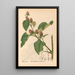 Riproduzione del dipinto Piante medicinali Pl086 - Charles Frederick Millspaugh