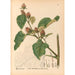 Riproduzione del dipinto Piante medicinali Pl086 - Charles Frederick Millspaugh
