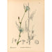 Piante medicinali Pl087 - Charles Frederick Millspaugh — vista dell’opera