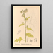 Riproduzione del dipinto Piante medicinali Pl088 - Charles Frederick Millspaugh