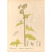 Riproduzione del dipinto Piante medicinali Pl088 - Charles Frederick Millspaugh