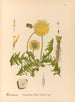 Heilpflanzen Pl. 089 - Charles Frederick Millspaugh — Ansicht des Kunstwerks