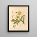 Heilpflanzen Pl. 089 - Charles Frederick Millspaugh — gerahmtes Bild an der Wand