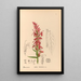 Pflanzen Heilpflanzen Pl091 - Charles Frederick Millspaugh — gerahmtes Bild an der Wand
