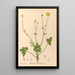 Pflanzenheilmittel Pl098 - Charles Frederick Millspaugh — gerahmtes Bild an der Wand