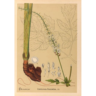 Charles Frederick Millspaugh - Medicinal Plants Pl104.webp