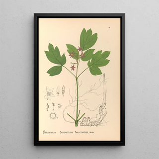 Charles Frederick Millspaugh - Medicinal Plants Pl109.webp