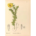 Riproduzione del dipinto Piante medicinali Pl113 - Charles Frederick Millspaugh