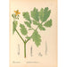 Riproduzione del dipinto Piante medicinali Pl114 - Charles Frederick Millspaugh