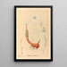 Heilpflanzen Pl115 - Charles Frederick Millspaugh — gerahmtes Bild an der Wand