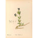Piante medicinali Pl120 - Charles Frederick Millspaugh — vista dell’opera