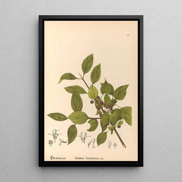 Charles Frederick Millspaugh - Medicinal Plants Pl134.webp