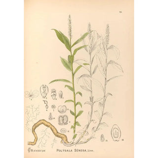 Charles Frederick Millspaugh - Medicinal Plants Pl138.webp
