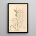Piante medicinali Pl138 - Charles Frederick Millspaugh — quadro incorniciato alla parete