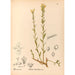 Riproduzione del dipinto Piante medicinali Pl139 - Charles Frederick Millspaugh