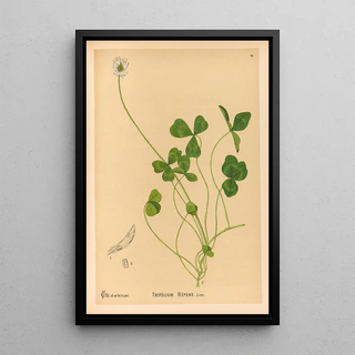 Charles Frederick Millspaugh - Medicinal Plants Pl141.webp